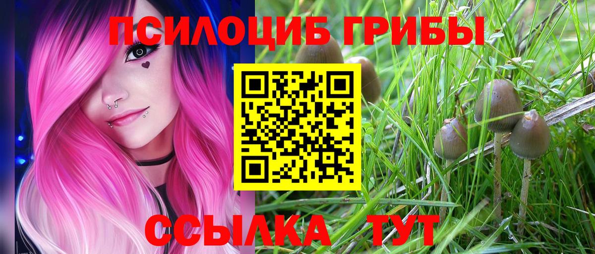 Галлюциногенные грибы Psilocybe Артёмовский